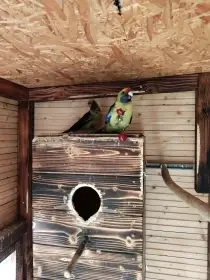 Rozela žlutobřichá