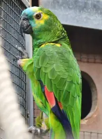 Ručně dokrmené mládě