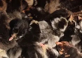 Čerstvě vylíhlá kuřátka. Wyadontky a mix.