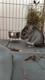 4 měsíční činčila s vybavením do zkušených rukou