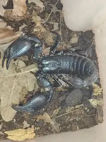 Přebytky pavoukovců