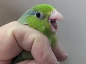 Dva samci papoušíčka šedokřídlého na chov i ochočení