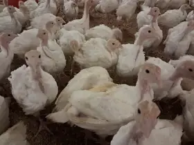 Rozkmené krůty a krocani