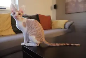 Kočička Cornish rex s PP