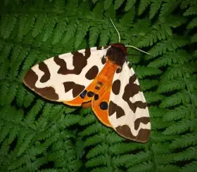 Přástevník medvědí