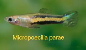 Micropoecilia parae  Melanzona Yellow