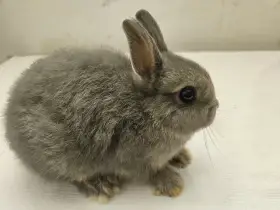 Zakrslý králíček samička