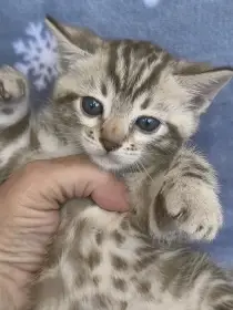 Bengálská kočička s PP