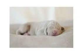 Výmarský ohař - štěně s PP