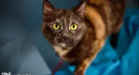 Kendall - kočičí hraběnka