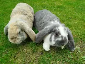 Králíci -Francouzský berani-samci