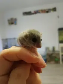 Prodám plšíky africký