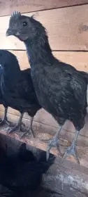 Kohout Ayam cemanii -