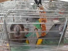 Ručně dokrmená mládě papouška žlutotemenného