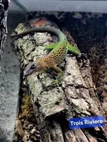 Anolis odchovy