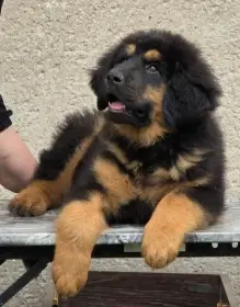 Tibetská doga
