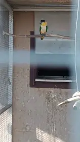 Amazonek černotemenný
