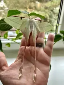 Actias dubernardi - housenky