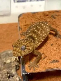 1.1 Nephrurus Amyae
