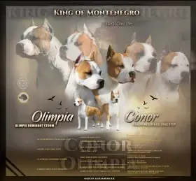 American Staffordshire Terrier Puppies
