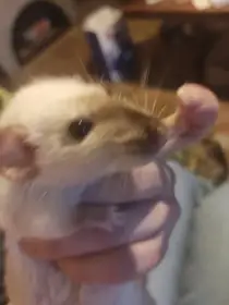 Dvě samice potkanů