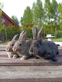 Kříženci čincila velká