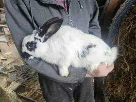 Králík