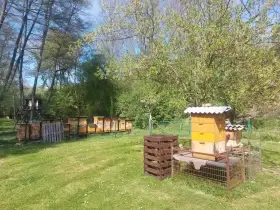 Včelstvo