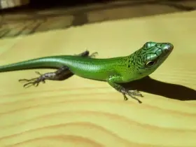 Phelsuma klemmeri, Lamprolepis smragdina