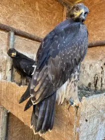 Kříženec Aquila chrysaetos X Aquila nipalensis