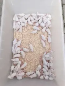 Myši a potkani
