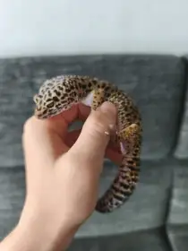 Prodám mláďata gekončíka nočního (Eublepharis macularius) – z vlastního chovu