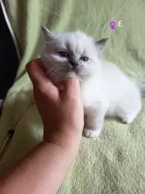 Rezervace na koťátka Ragdoll