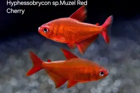 Novinky zo sveta Characidae- tetry