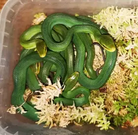 Gonyosoma oxycephalum Nz 2026