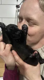 Štěňátka Belgického ovčáka malinois