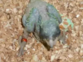 Papoušek senegalský