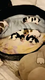 Jack russel teriér
