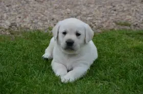 Labradorský retriever s PP