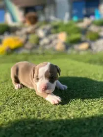 American Bully štěňata s abkc PP