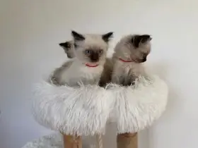 Koťátka Ragdoll