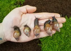 Africký šneci Lissachatina fulica hamillei rodatzi dark