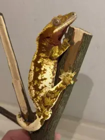 Pagekon řasnatý samec, stáří 1,7 roku