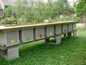 Včelí oddělky