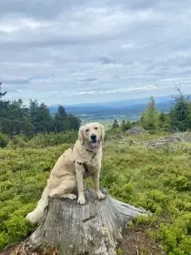 Sháníme ženicha- zlatý retriever ke krytí