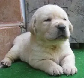 Labrador štěňátka s PP krásný pejsek k rezervaci