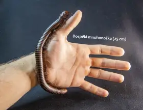 Spirostreptus servatius