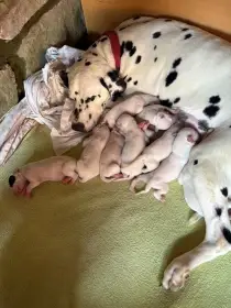 Prodáme štěňátka dalmatina