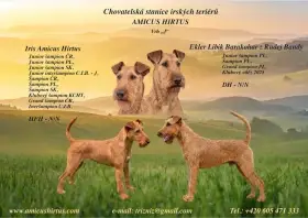 Irský teriér - štěňátka