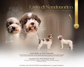 Štěňátka Lagotto Romagnolo (Italský vodní pes) s Po